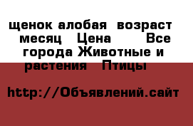 щенок алобая .возраст 1 месяц › Цена ­ 7 - Все города Животные и растения » Птицы   